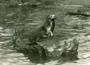 1923年10月にロンドン動物園でプールの岩の上に座っている若いカリフォルニアアシカ（bw写真）